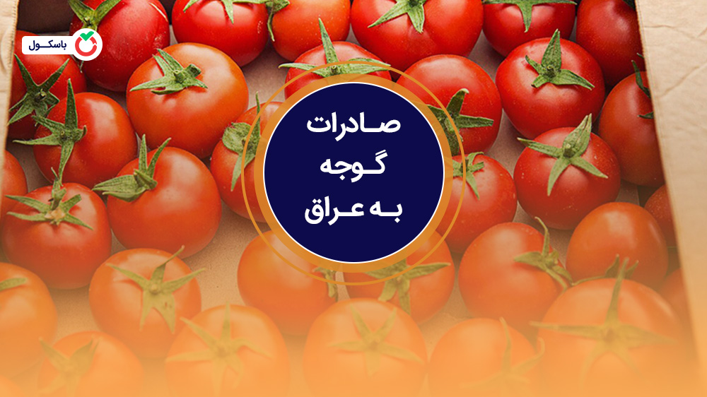 صادرات گوجه به عراق